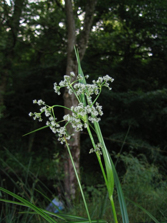 Scirpus sylvaticus